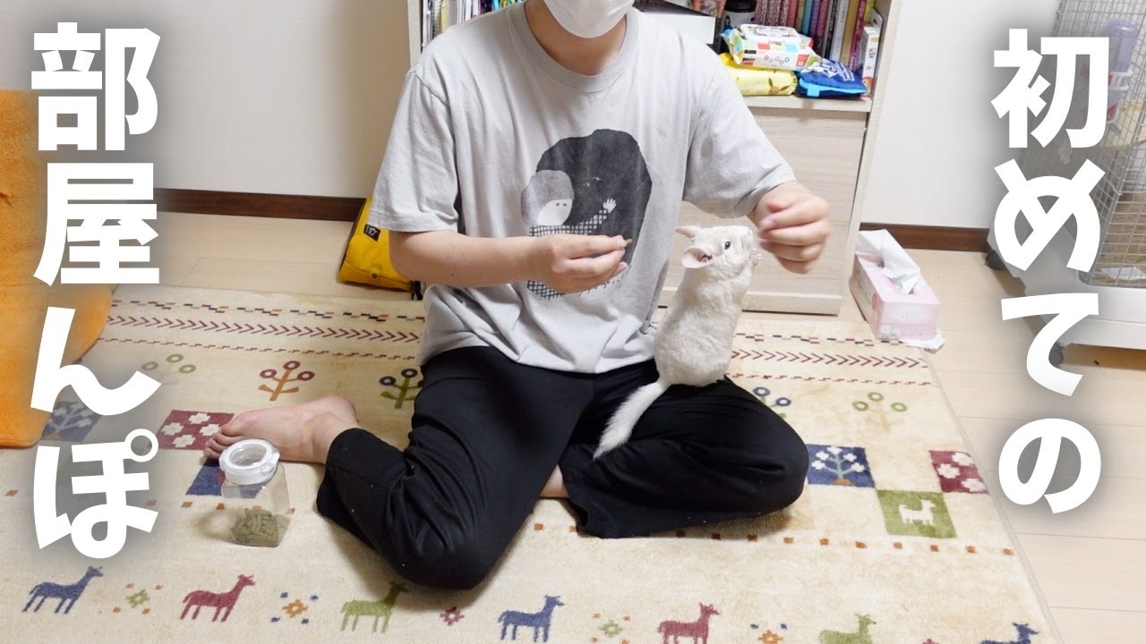 【チンチラ】初めての部屋んぽに楽しいが止まらない！