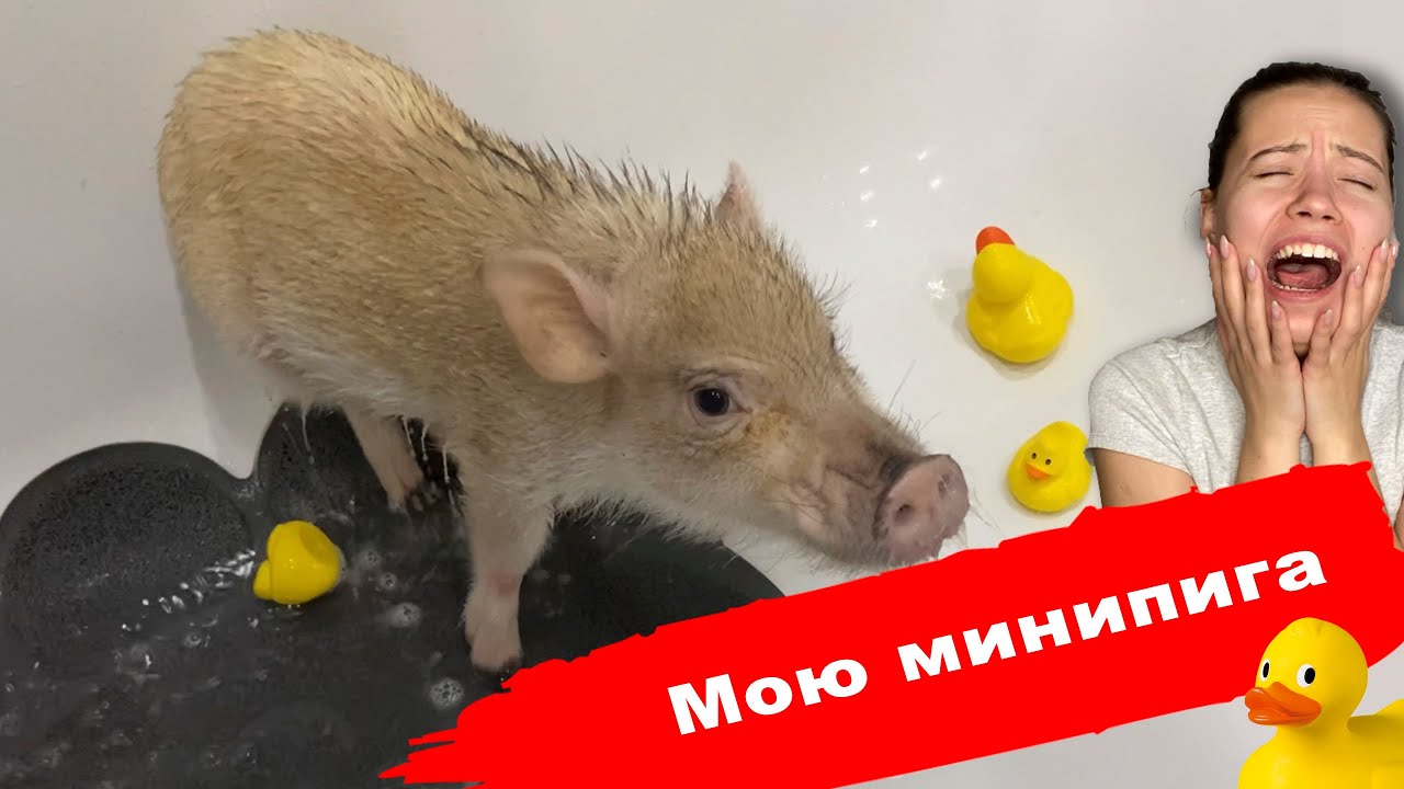 КАК ПОМЫТЬ СВИНЬЮ, КОТОРАЯ НЕ ЛЮБИТ МЫТЬСЯ