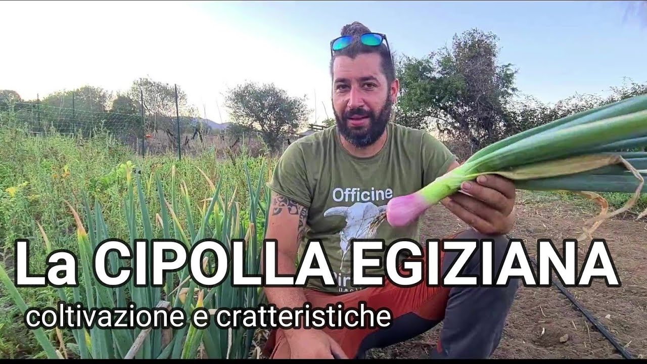 la  fantastica cipolla egiziana