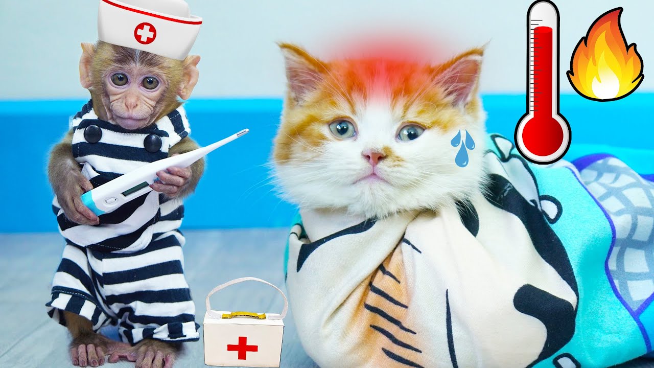 Bibo takes care of sick cheese cat - Funny monkey video