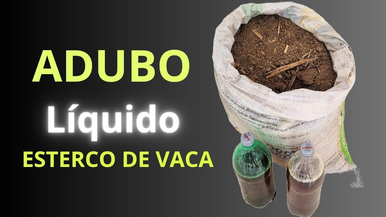 Como fazer adubo líquido com esterco de vaca