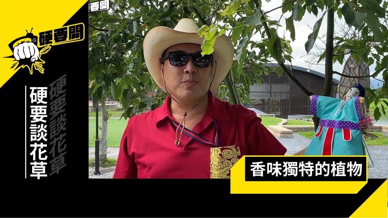 【硬要談花草】香味獨特的植物－香樟