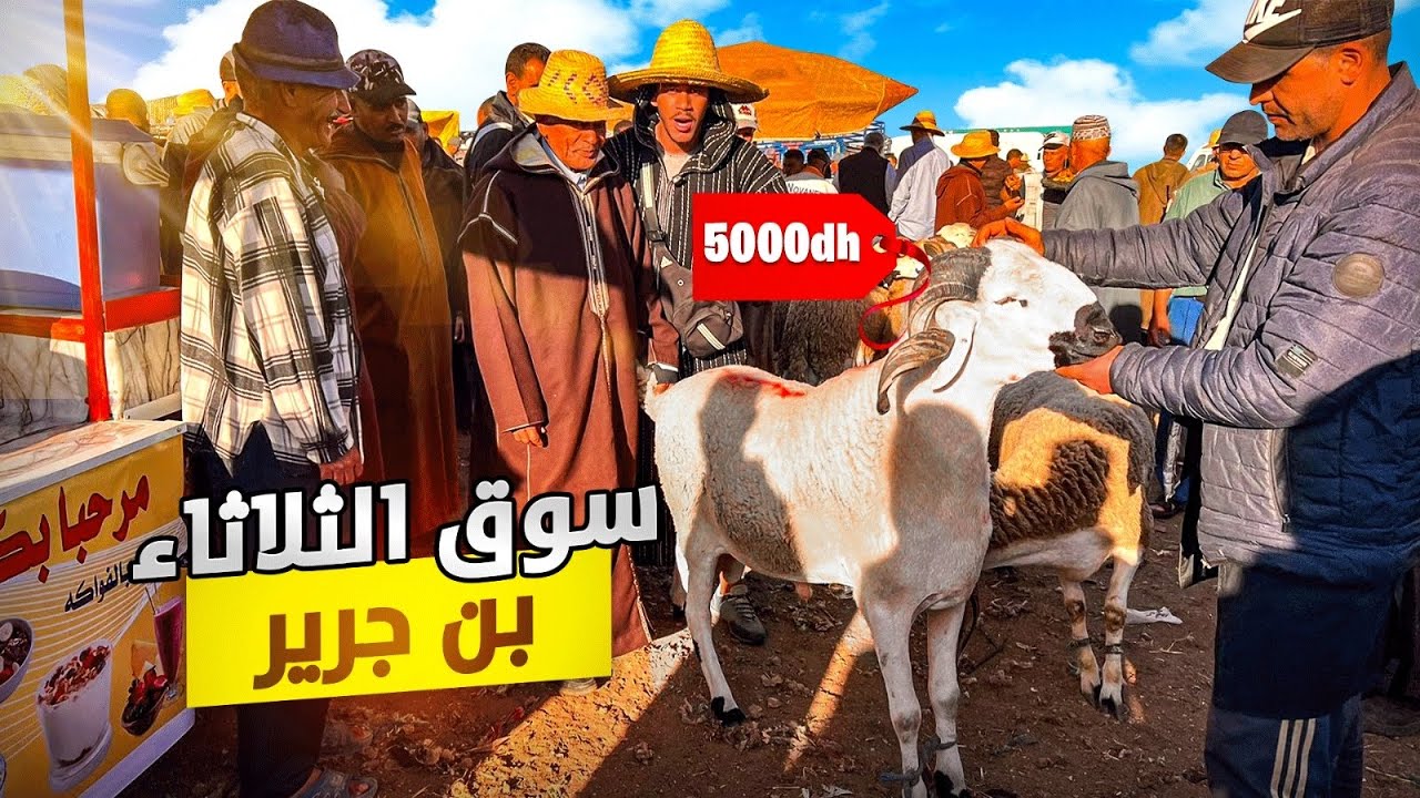 اليوم من سوق التلاتاء بن جرير اقليم الرحامنة بالمغرب 🇲🇦مع أثمنة الحولي عيد الأضحى🐑بتاريخ 07/05/2024