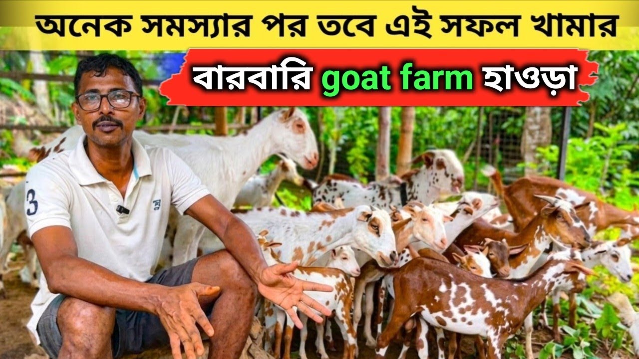 বারবারি ছাগল পালন পদ্ধতি শিখুন । Barbari Goat farm in west bengal 