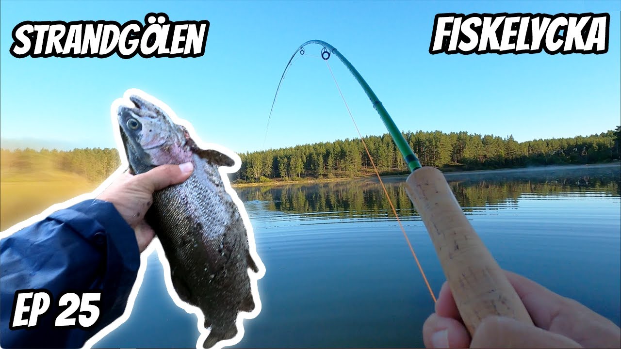 Fiskar med Fluga efter stor Regnbåge i Strandgölen Hökensås. | Fiskelycka | Ep 25