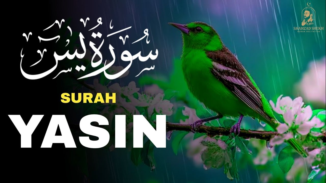 Beautiful Tilawat Quran Best Voice | Soothing Quran Recitation for Deep Sleep
