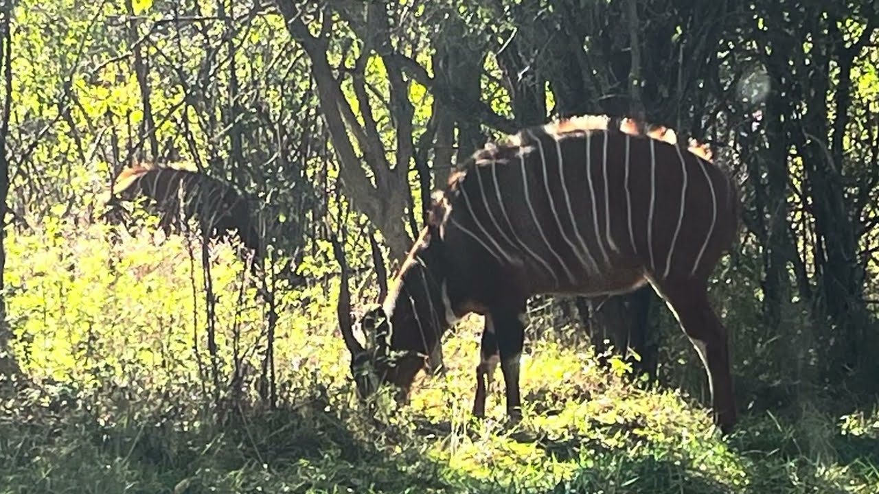 Our Trip to a Zoo
