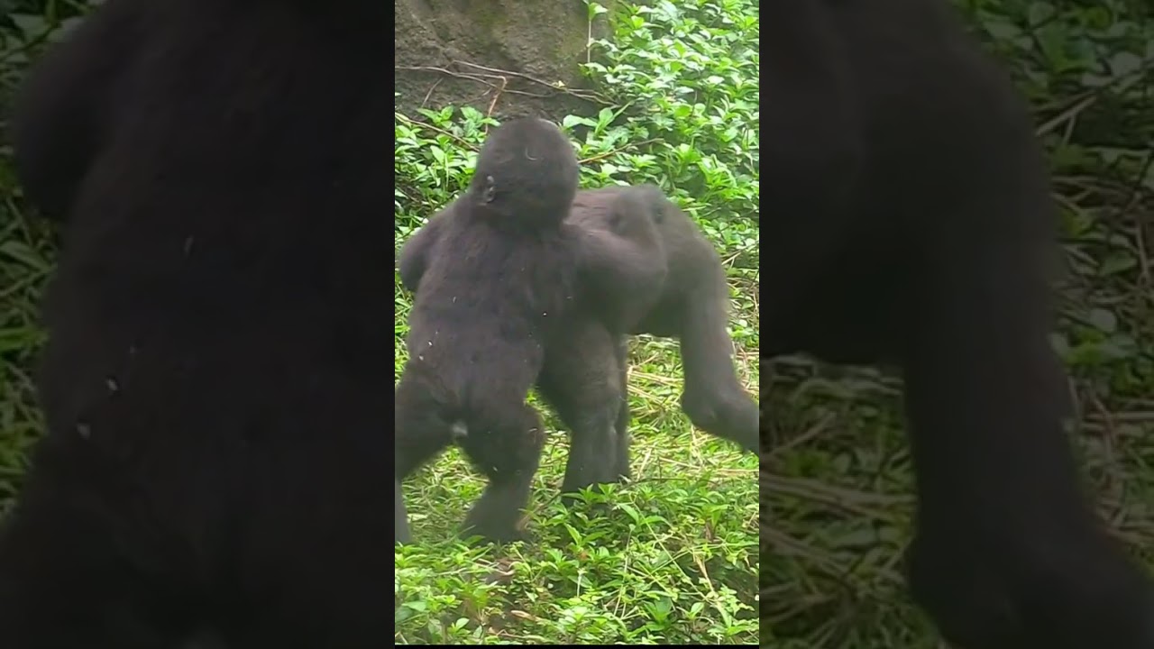433#ゴリラ | D'jeeco Family 🦍 #shorts 【#金剛猩猩】