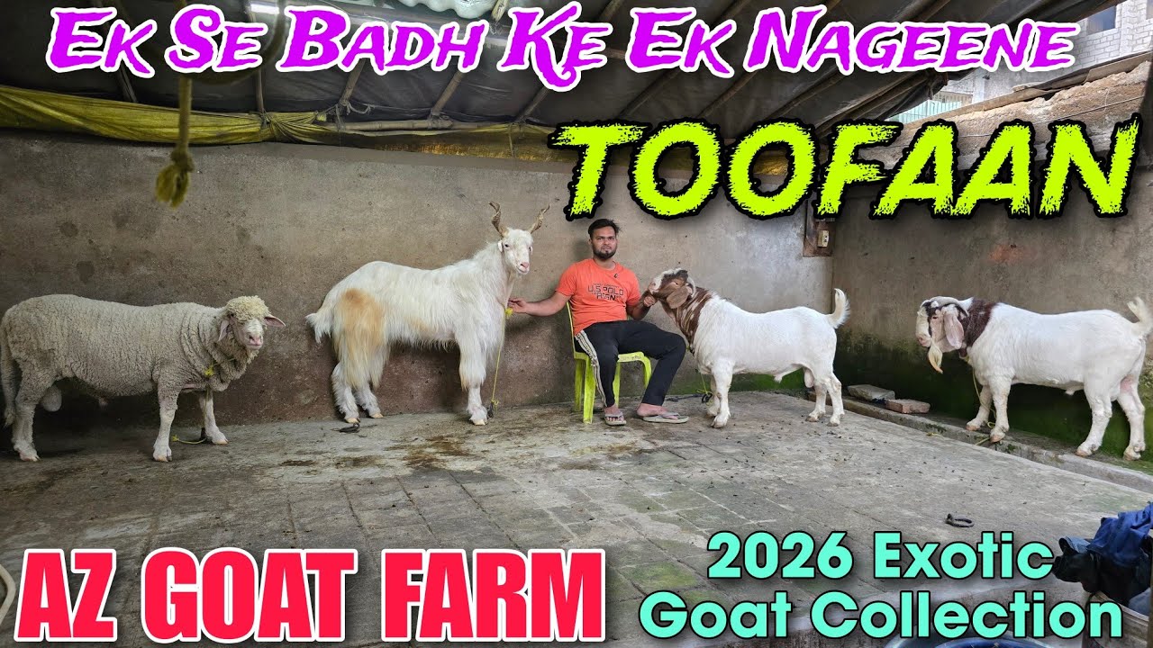 Ek Se Badh Ke Ek Exotic Goat At AZ GOAT FARM | 2026 Khubsurat Quality Bakre In Bhiwandi 