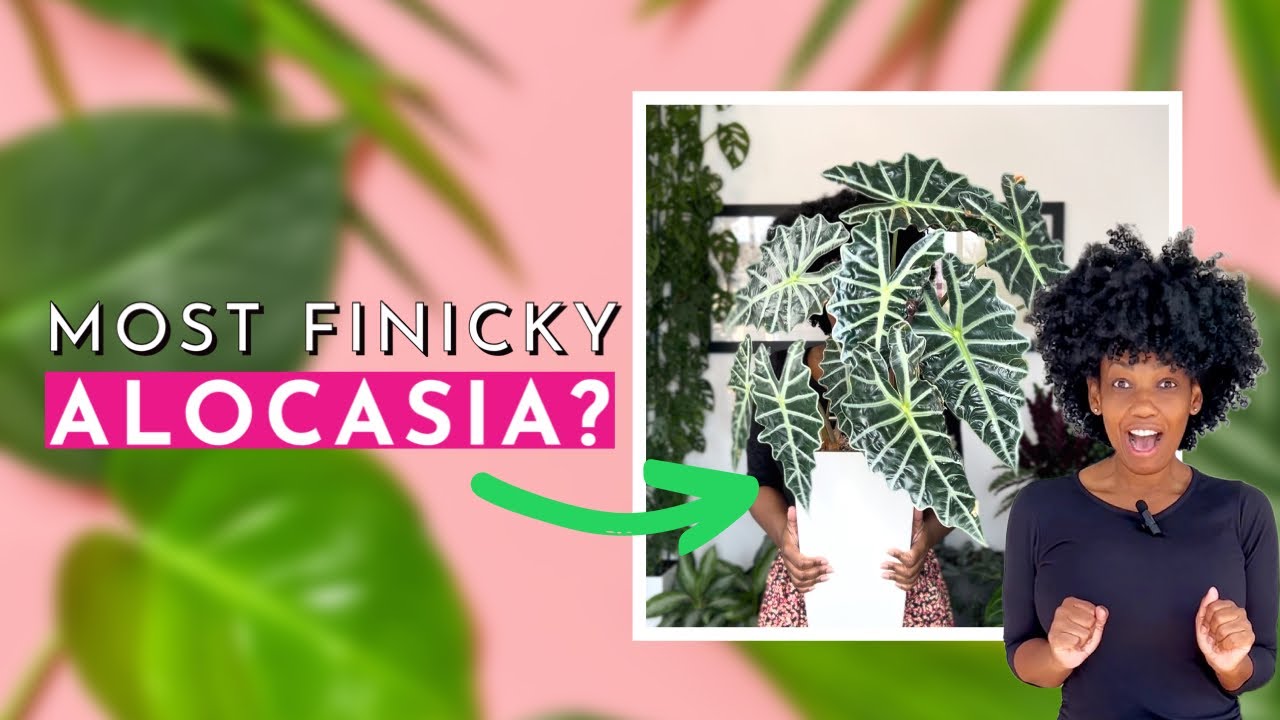 Repotting my Most Finicky Alocasia