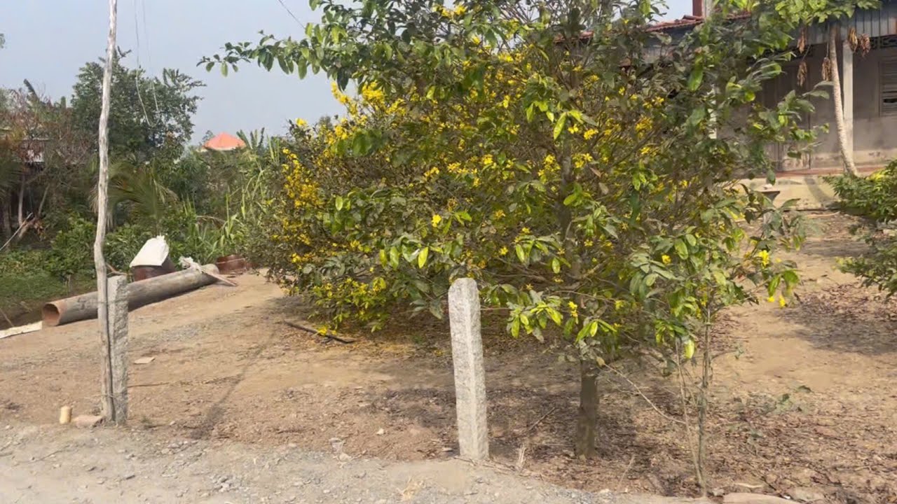 Săn mai tháp mười đồng tháp ll anh em có nhu cầu mua bán mai Lh:0964547.548