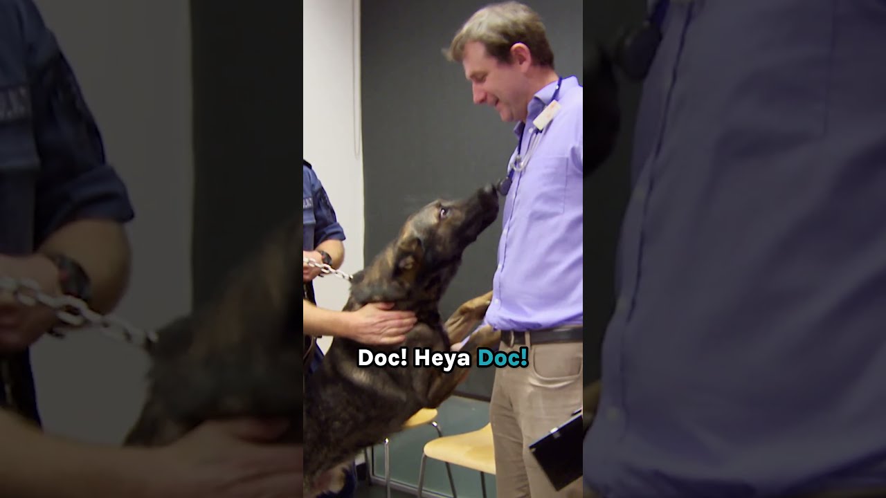 3-Story Fall Leaves Police Dog With A Serious Leg Injury 😢 #shorts #dog #police