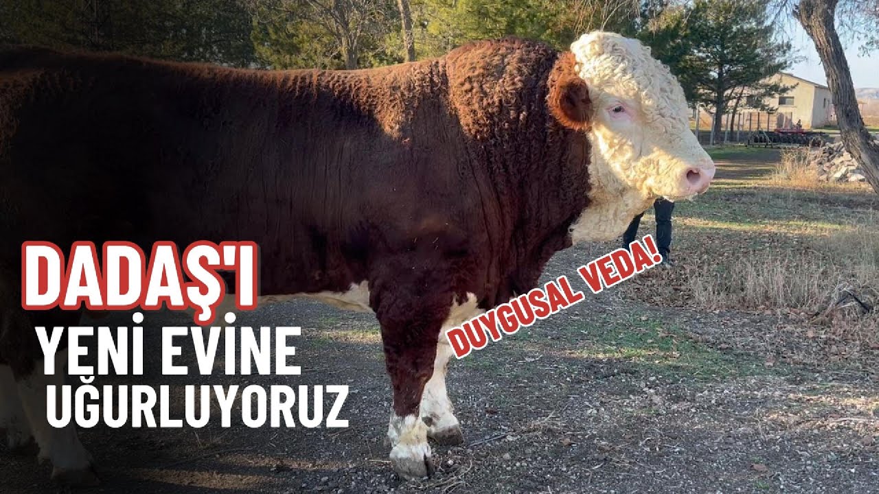 DADAŞ'I YENİ SAHİBİNE UĞURLADIK! DUYGUSAL VEDA
