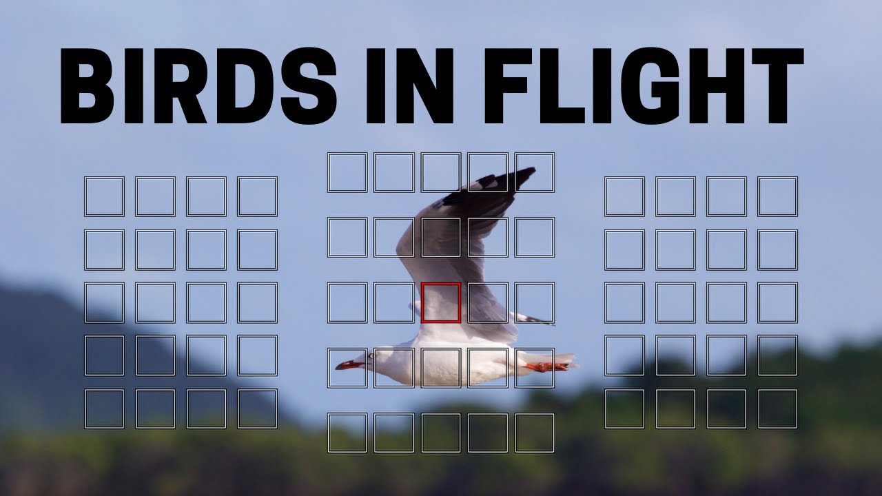 How to photograph birds in flight. Bird photography tips and camera settings.