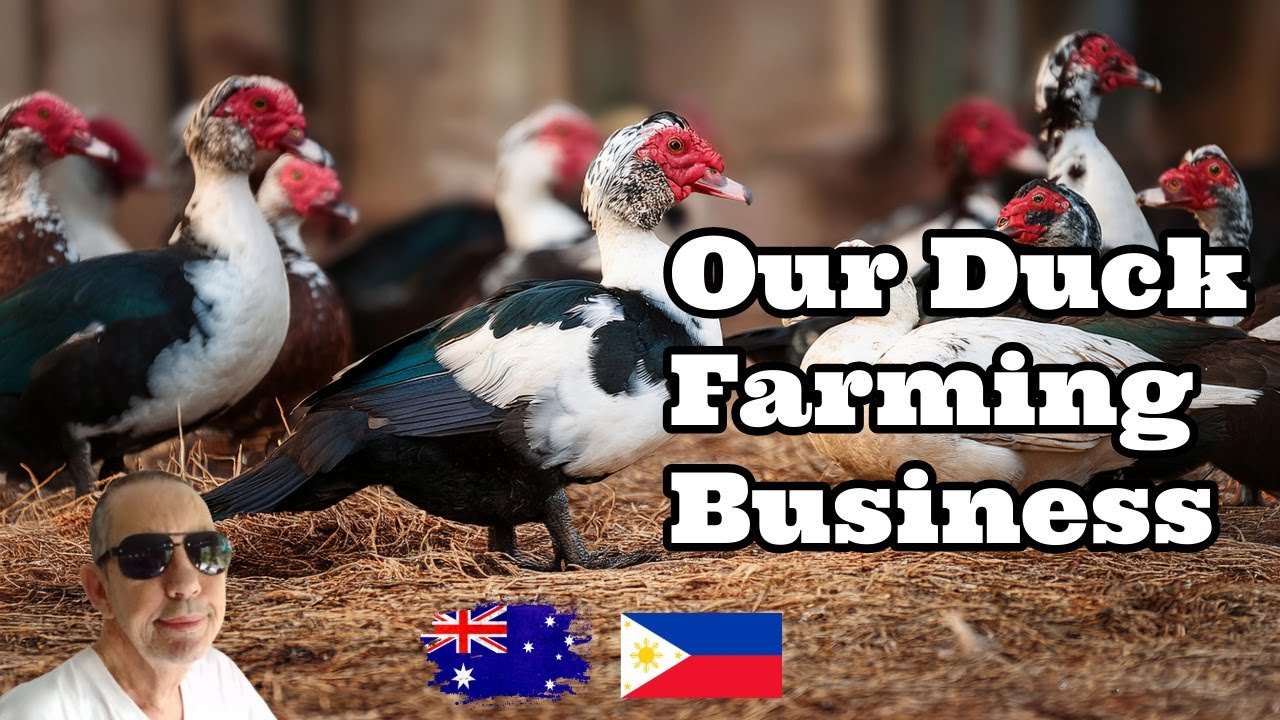 Our Smalll Duck Farm In The Philippines