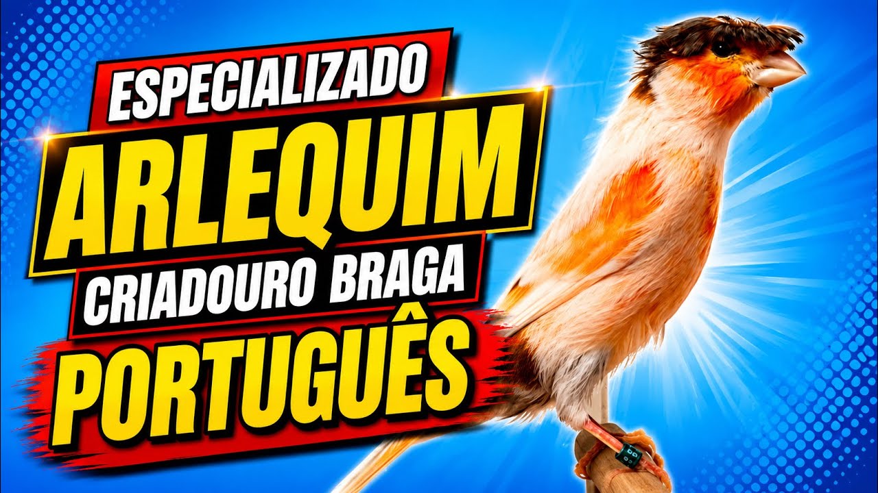 Criadouro exclusivo de canário ARLEQUIM PORTUGUÊS