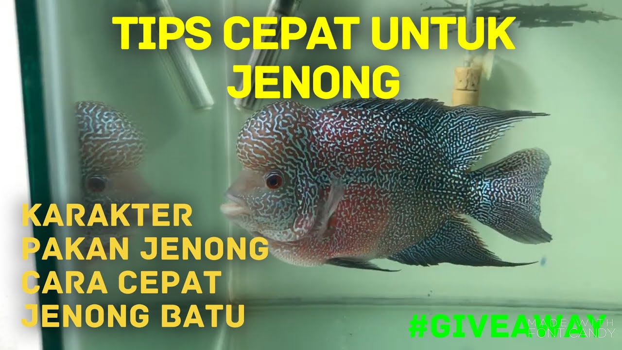 GIVEAWAY | CARA CEPAT BIKIN IKAN LOUHAN JENONG DARI FARM STARLITE | Vlog Eiknumoto