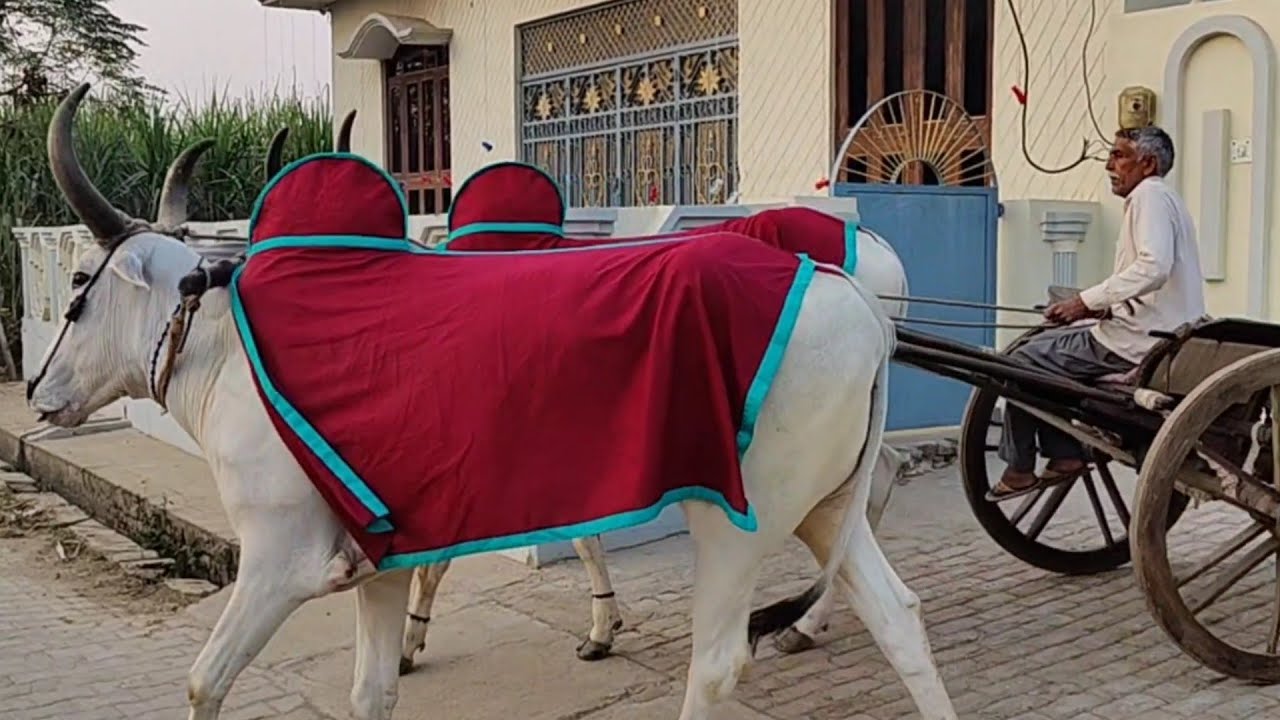 गढ़ गंगा जी के लिए पूरी तैयारी चौधरी संजय गांव भगवानपुर शानदार नागौरी नस्ल के बैलों की जोड़ी