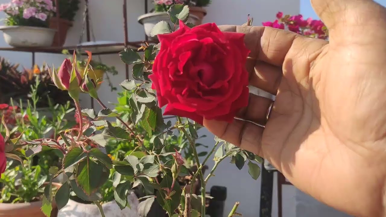 Rose plant me Adhik flowering kaise le sakte hain?# rose plant # flowers #
