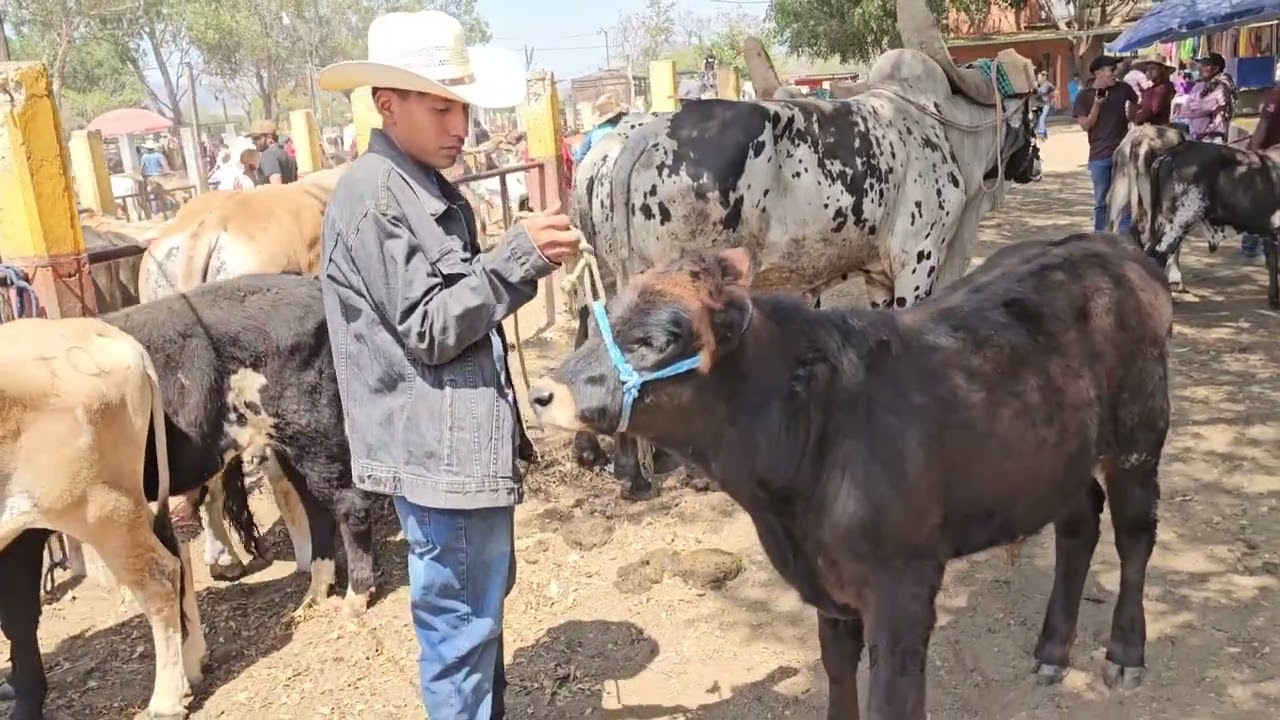 Solo los Mejores Ejemplares Toros Vacas becerros en el tianguis ganadero mas grande del sur de mexic