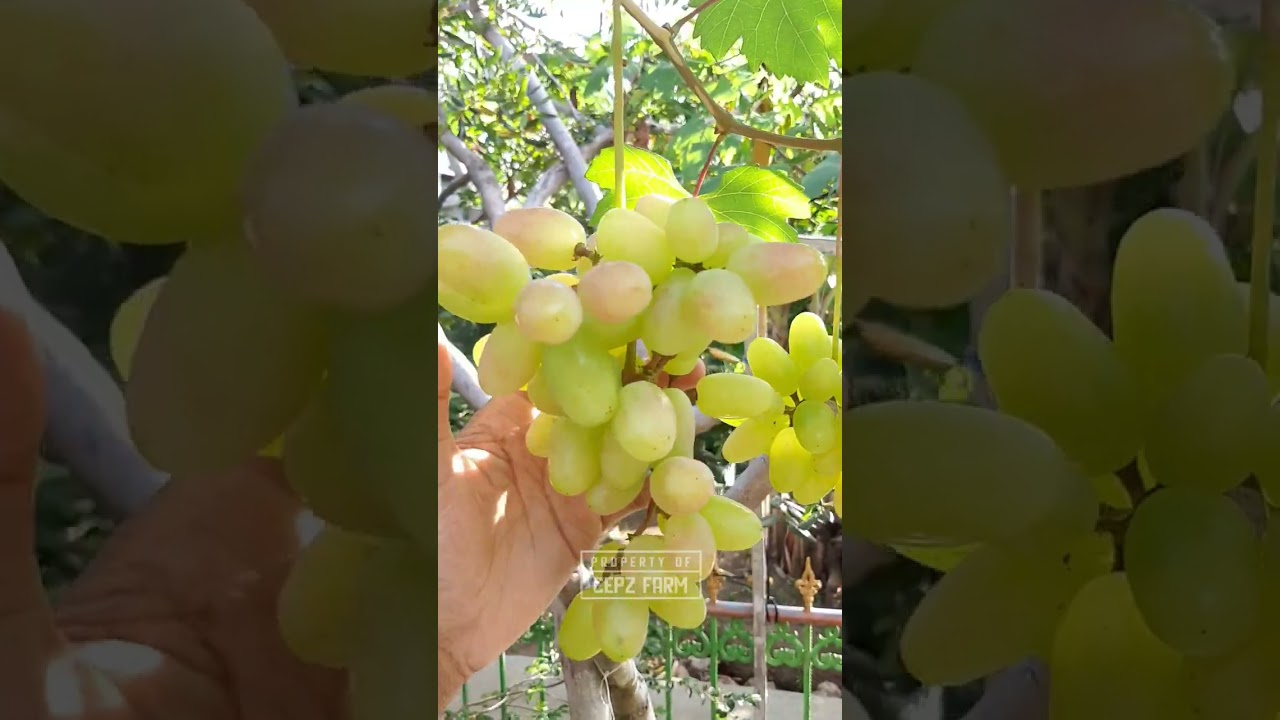 ANGGUR TRANSFIGURASI #grape #transfiguration