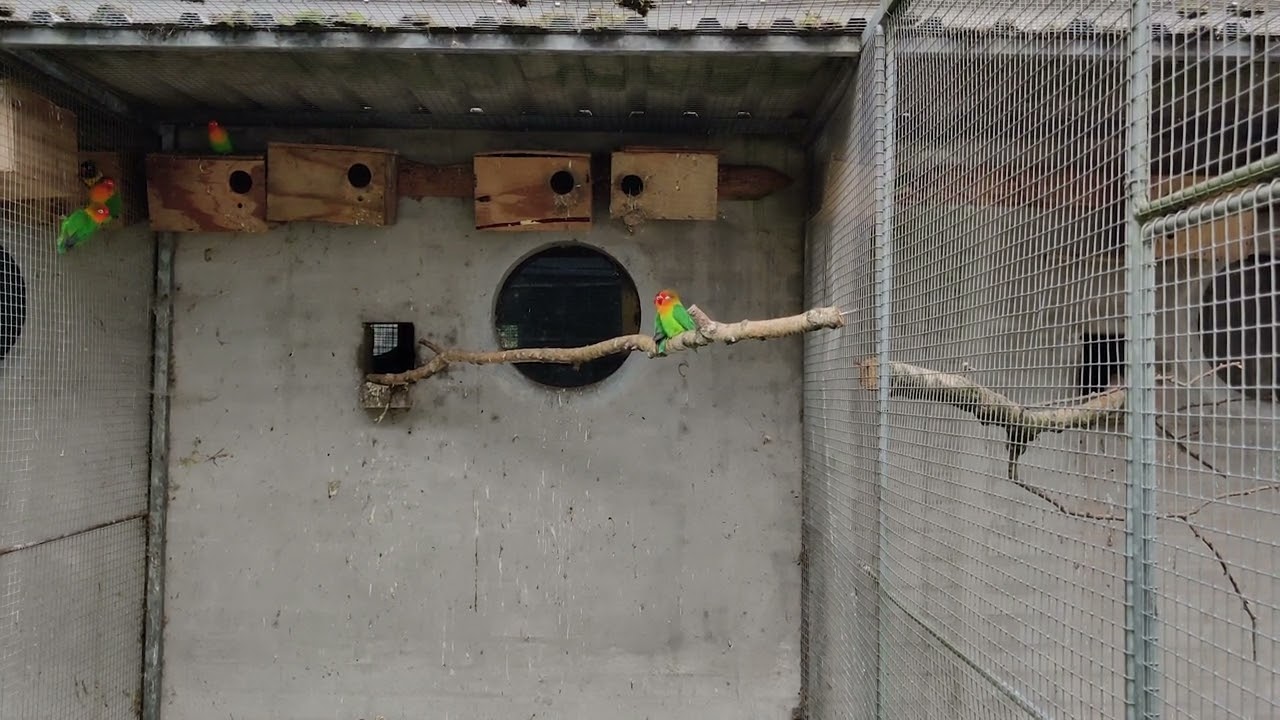 Fischer's Lovebird (Agapornis fischeri)