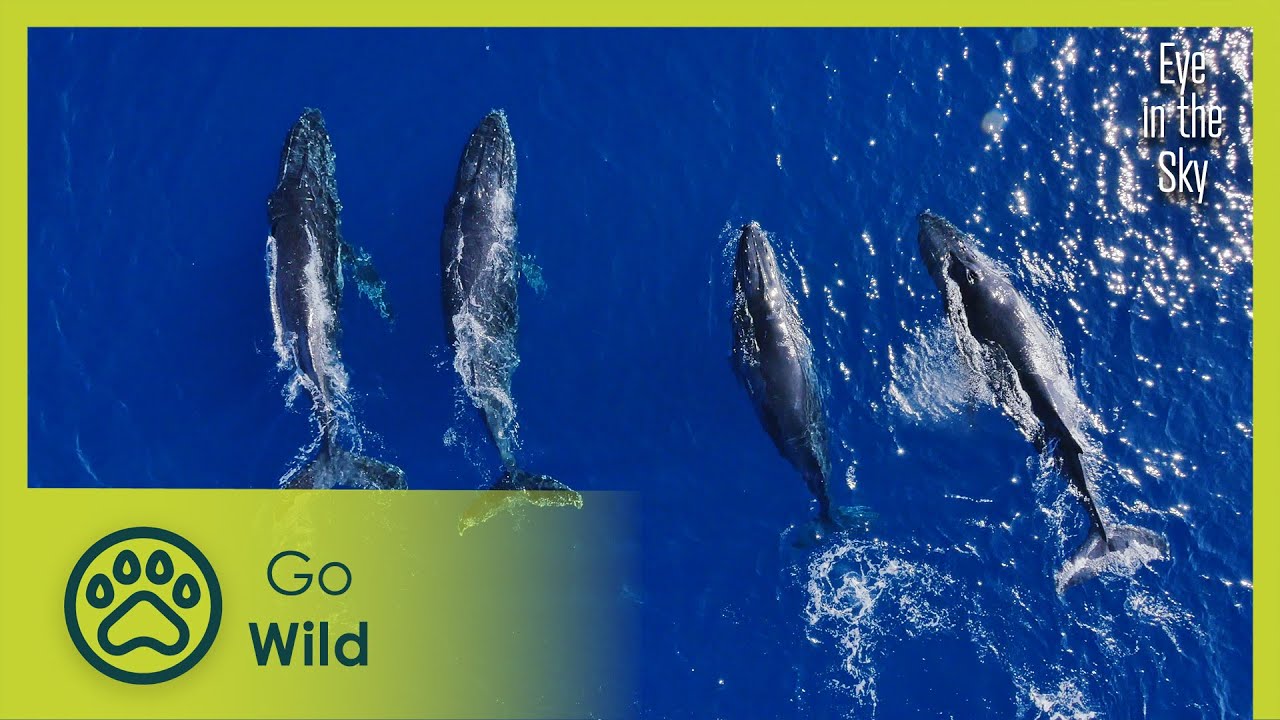 Great Barrier Reef to the amazing outback | Eye in the Sky 2/5 | Go Wild