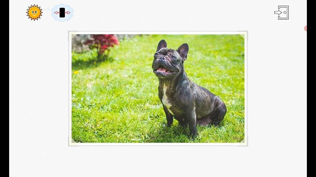 Find them all my pets 3 all videos and photo quiz