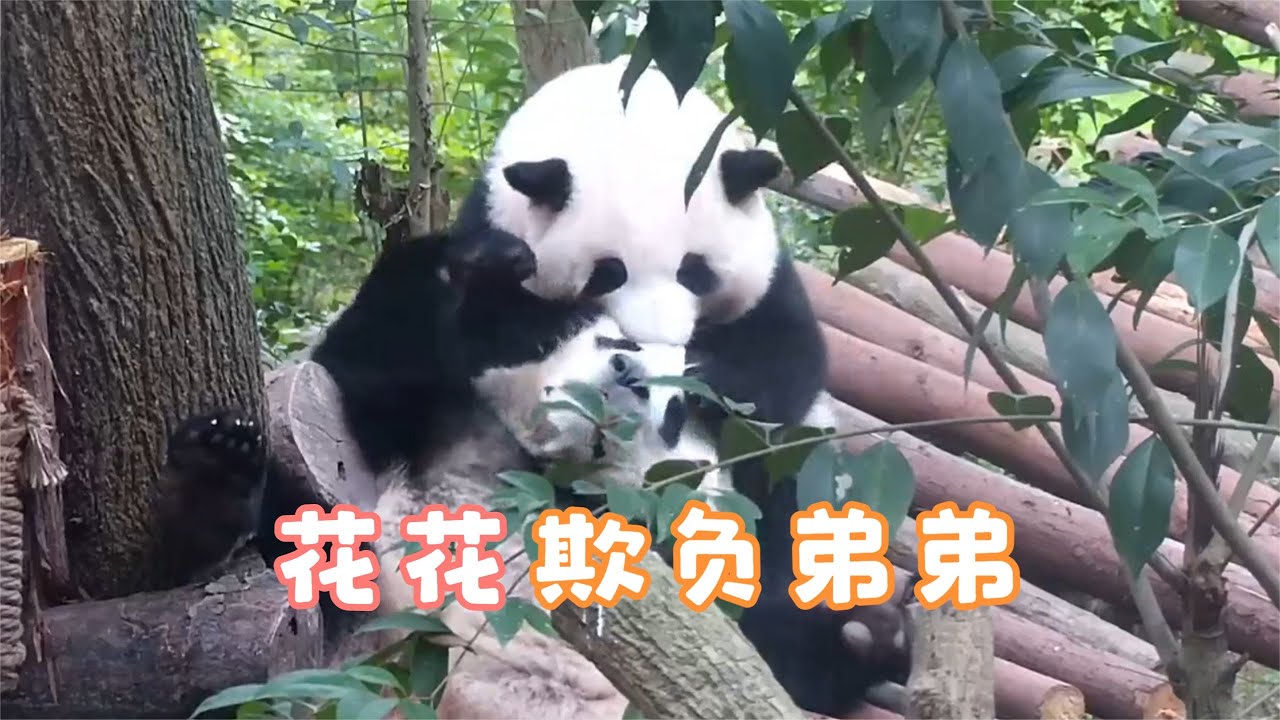 12.1今天是最強霸王花！ 花花追著弟弟咬，和葉慌不擇路撞樹