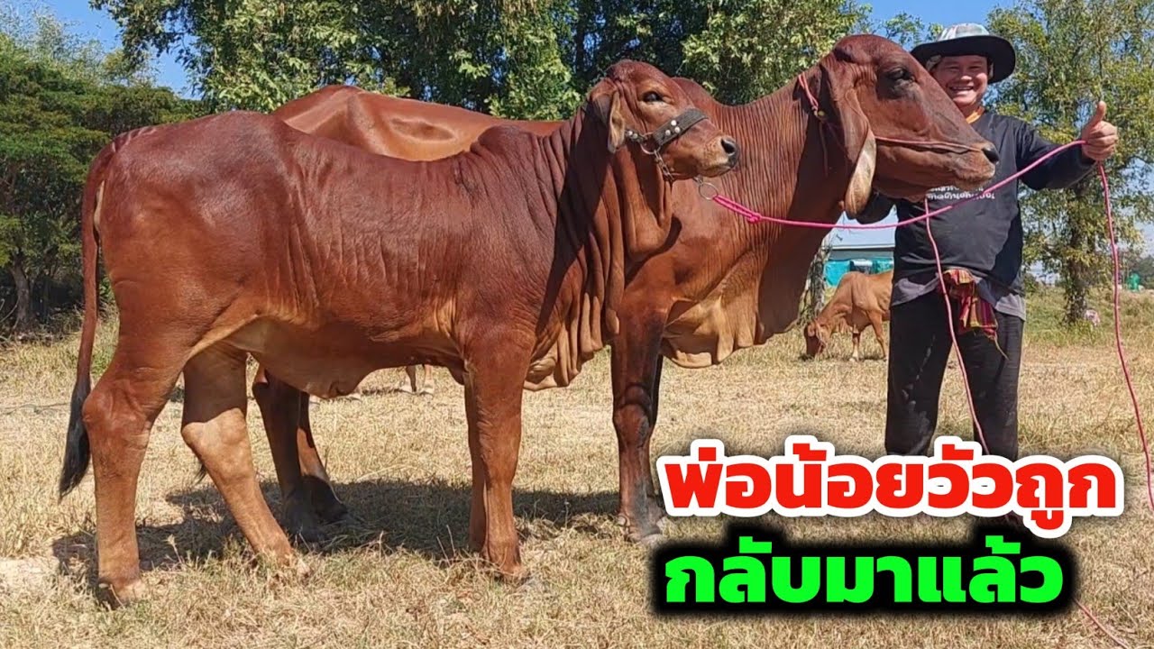 พ่อน้อยวัวถูกกลับมาแล้ว‼️คุ้มค่าการรอคอย แม่ลูกมีแต่งามๆ | 17 ธ.ค.67 | เผยเหตุที่หายไปเพราะ⁉️ EP.103