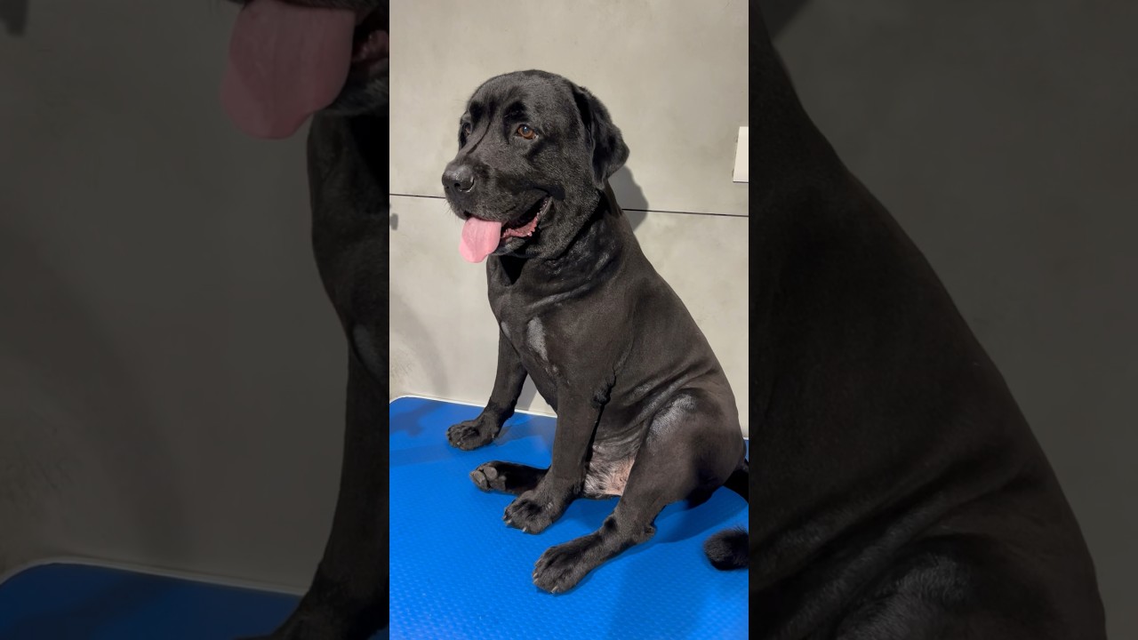 Every Dog Parent In Summer😂  #doglover #trending #dog