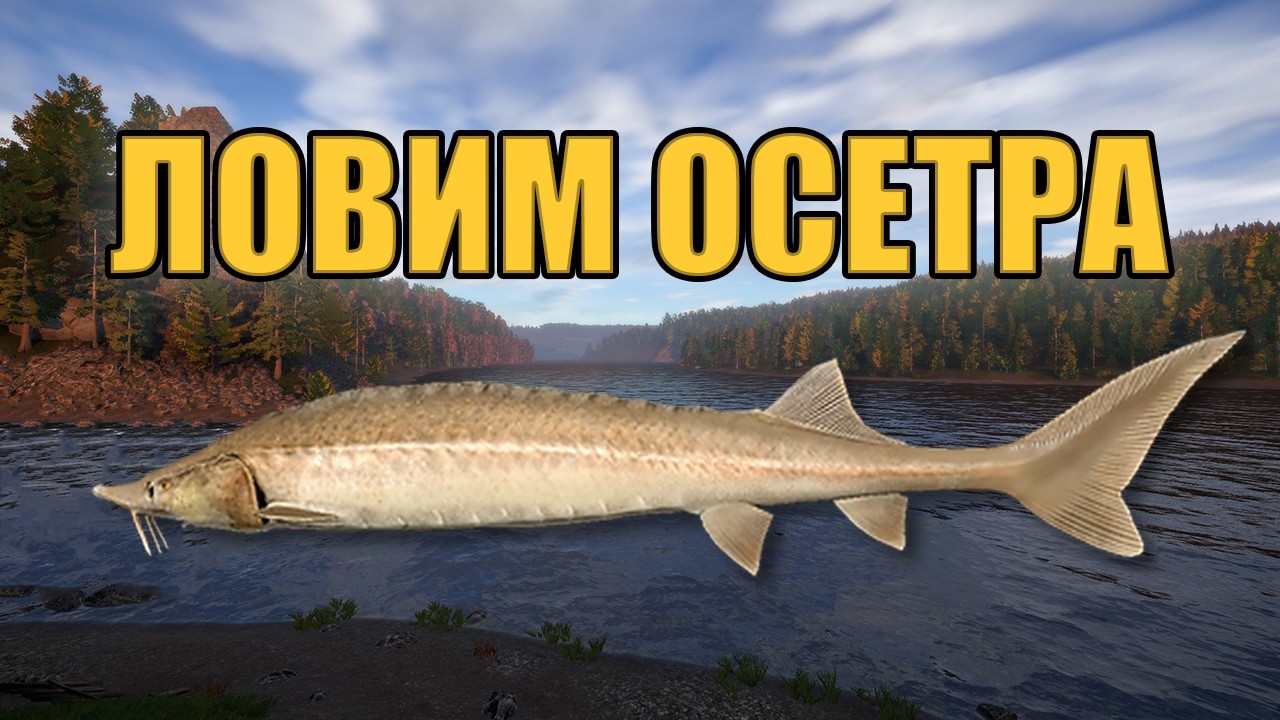 РР4 СТРИМ • ГДЕ ЛУЧШЕ ФАРМИТЬ НА НОРВЕЖСКОМ МОРЕ ? •   РУССКАЯ РЫБАЛКА 4