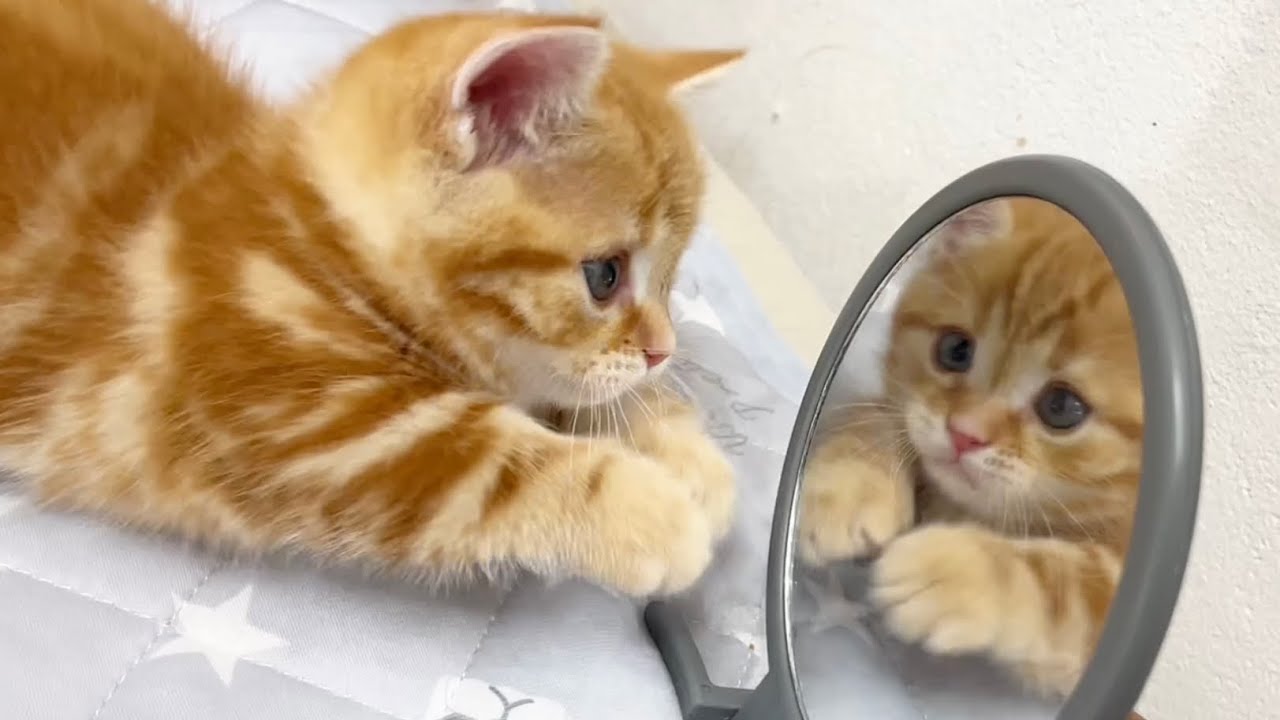 突然、鏡に興味を持った子猫のちゃびくんがかわいい💓