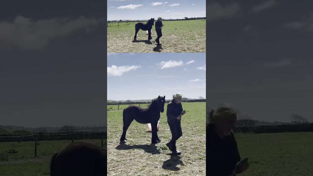 Freyja the Foal 🌿 Gentle & Relaxing Moments | Peaceful Horse Video
