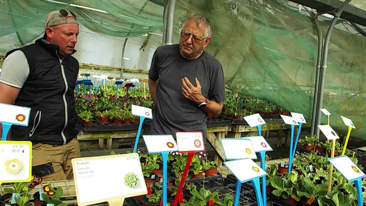 Growing Auricula UK Facebook group (1)