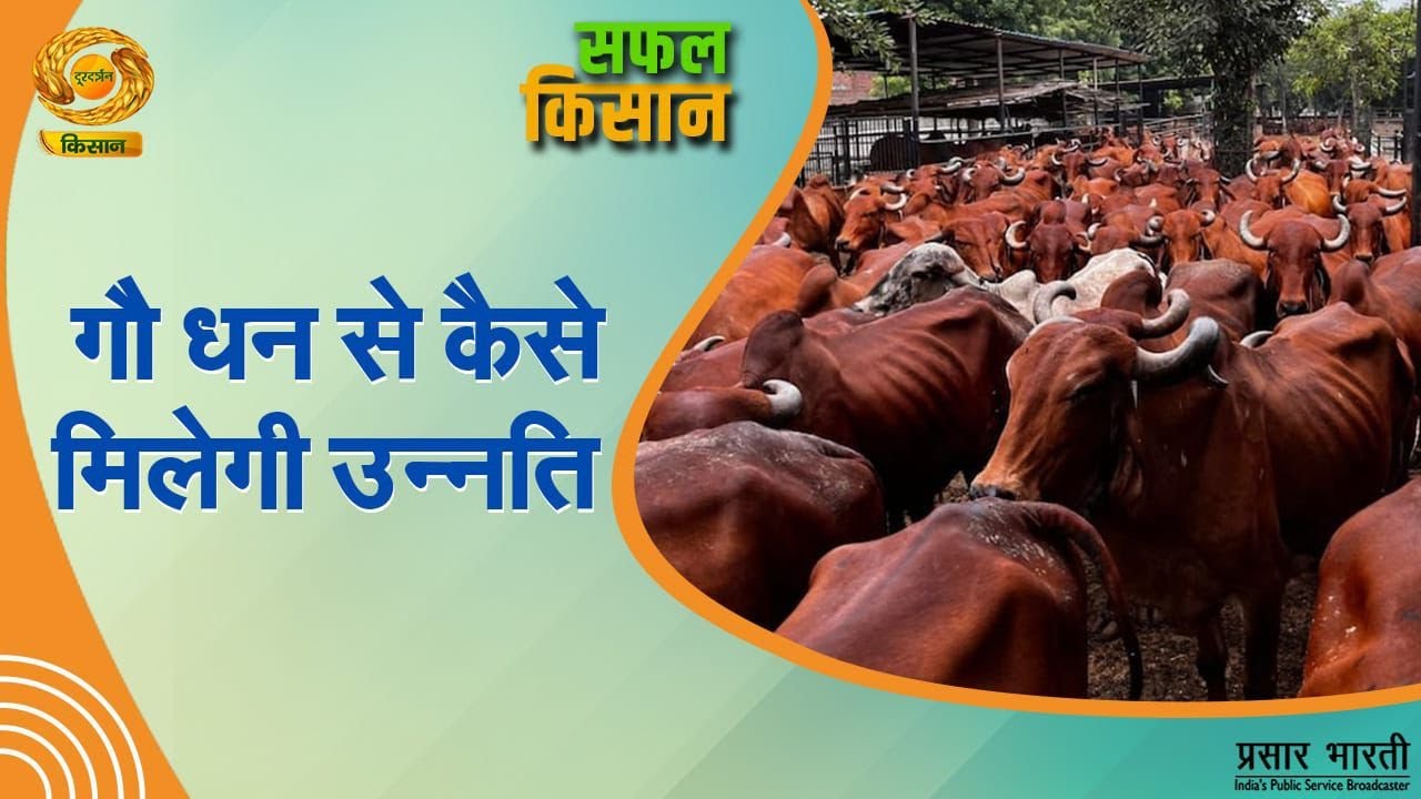 Safal Kisan | सफल किसान- गौ धन से कैसे मिलेगी उन्नति | DD Kisan | January 22, 2026