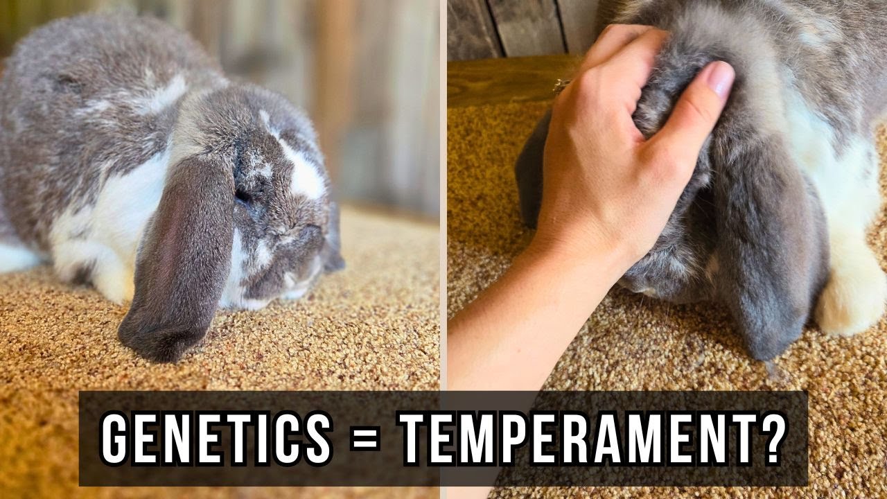 Not All Rabbits Are Sweet: What Actually Shapes Temperament