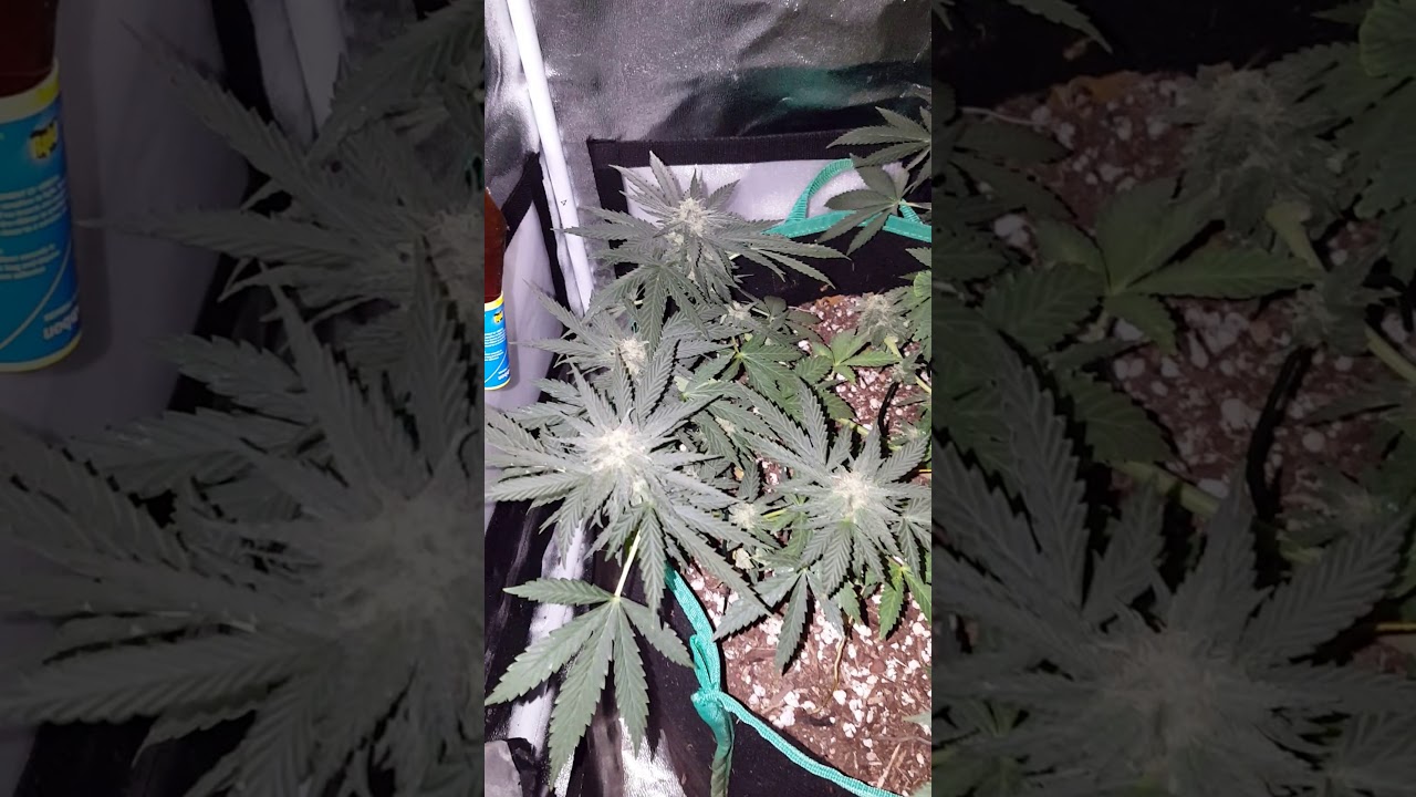 2x2 1000wled grow week 6 of flower Platinum OG