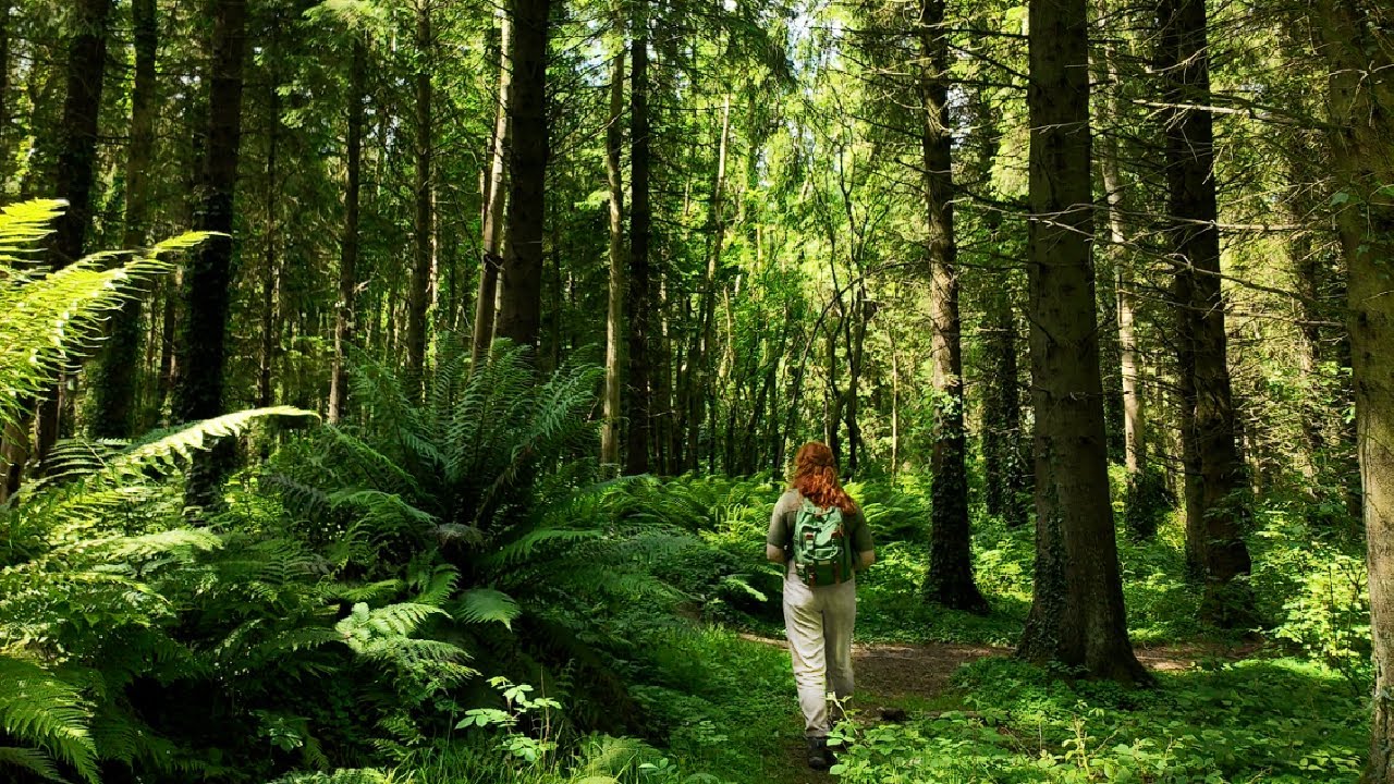 Solo Date In The Forest