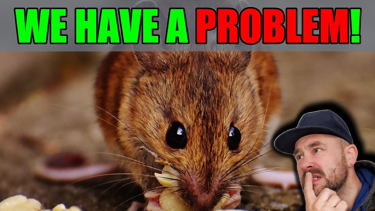 How to catch a Mouse (ALIVE)