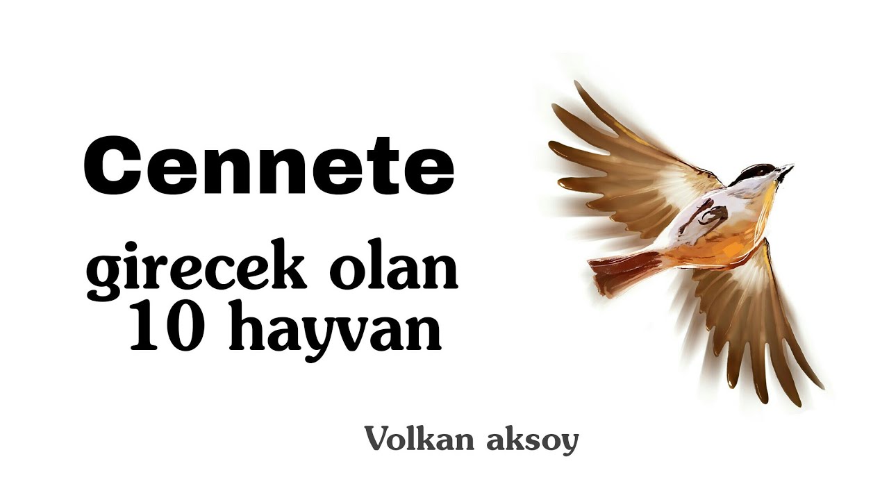 Cennete girecek olan 10 hayvan  | Volkan aksoy
