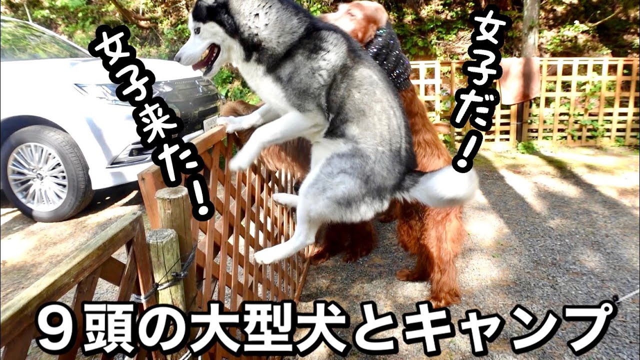 総重量270キロ！大型犬9頭と騒がしすぎた1泊2日