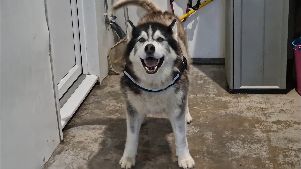 Old Husky Is Getting Used To The Vets Now