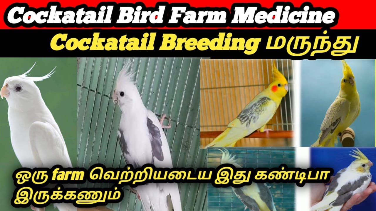 Cockatiel Bird Medicine & Health Care Tips in Tamil | Cockatiel Farm Treatment Guide | Aaa Bird Boss