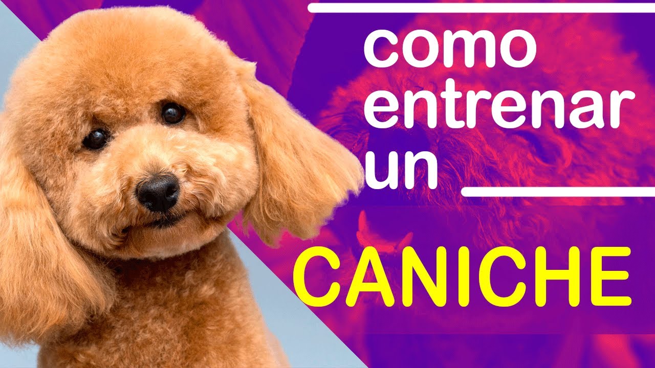 EDUCA A Tu Caniche, Pasos Que Debes Seguir.