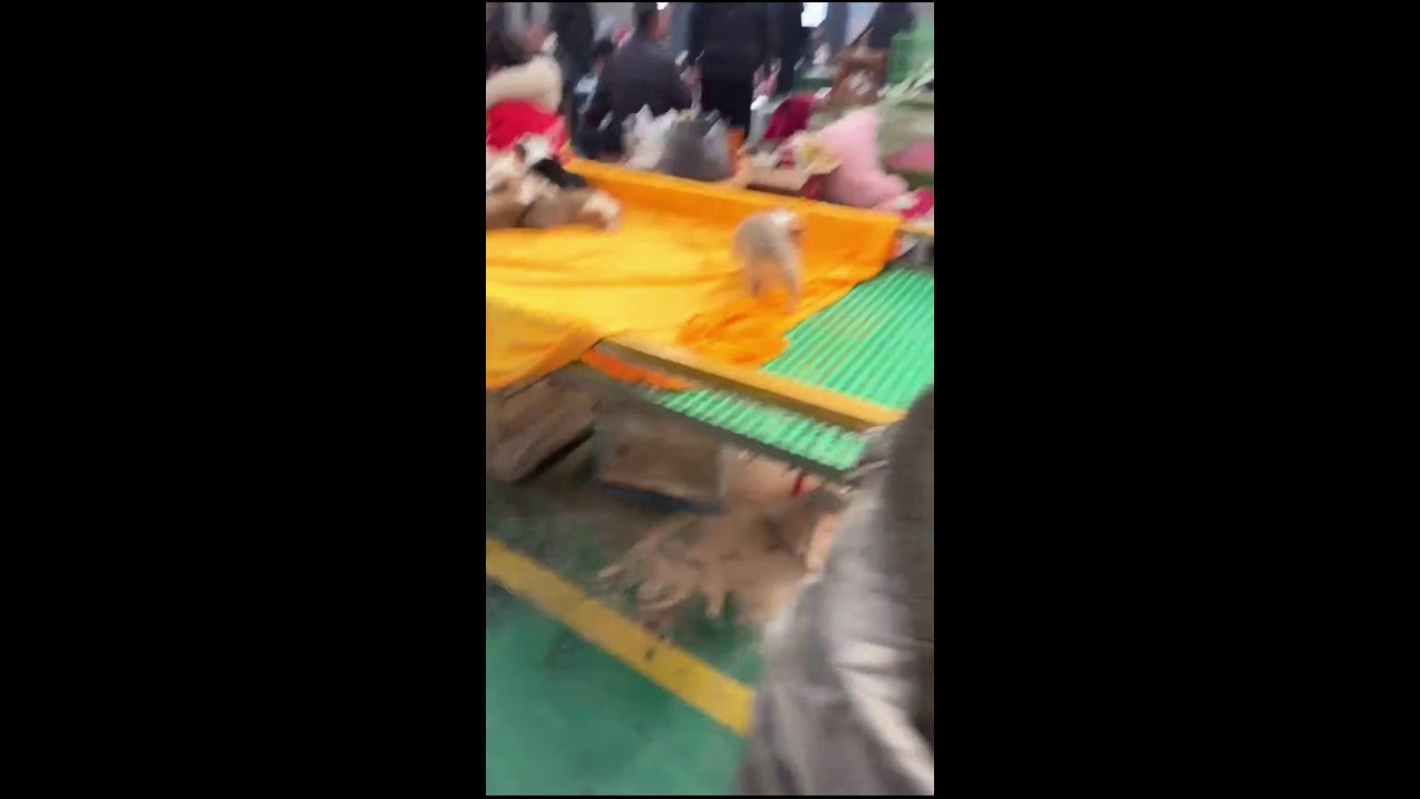 第一视角 | 狗市02 — 狗市02_2026-02-02_10-18-02