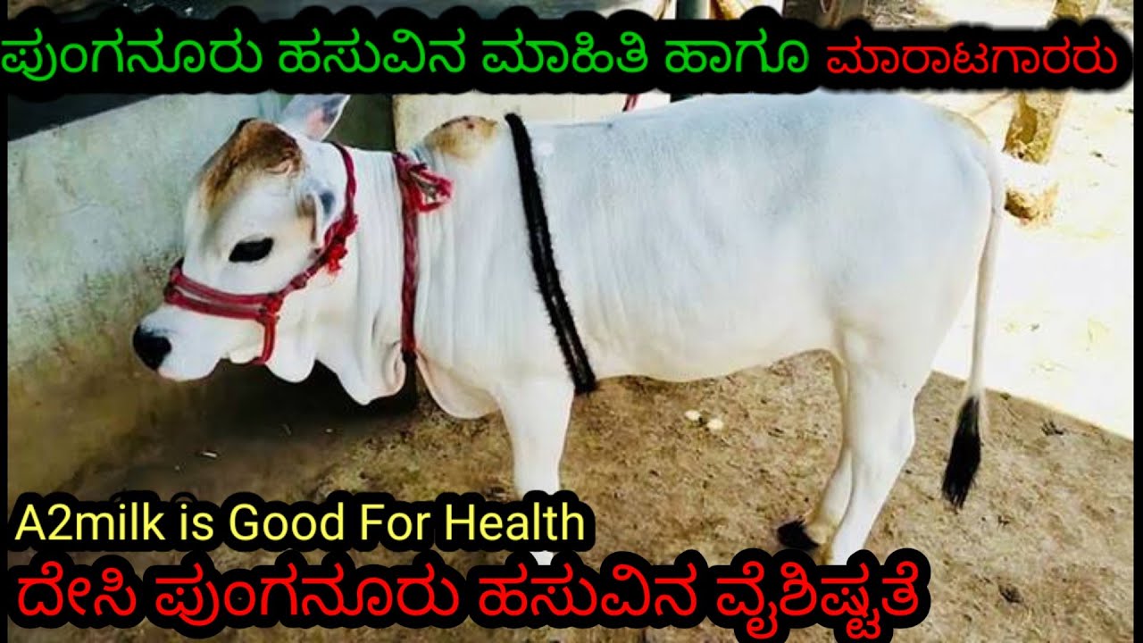 !ಪುಂಗನೂರು ಹಸುವಿನ ವೈಶಿಷ್ಟತೆ!#ಮಾರಾಟಗಾರರು! World smallest Breed Punganur#cow Breed#punganur cow#Breed#