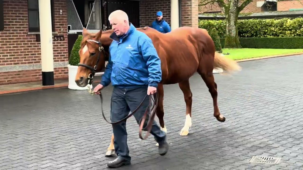 Night Of Thunder at Kildangan Stud