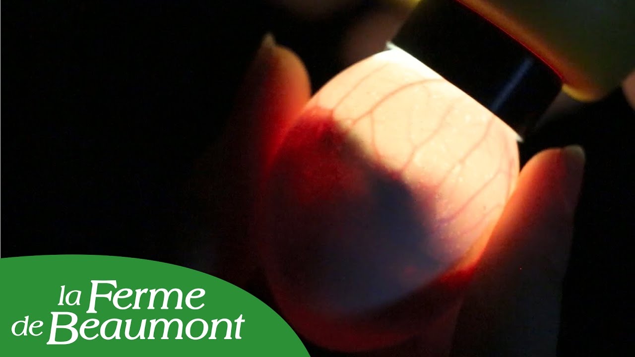 Suivi de la poche d'air des oeufs à 14 jours en couveuse - Conseils de la Ferme de Beaumont
