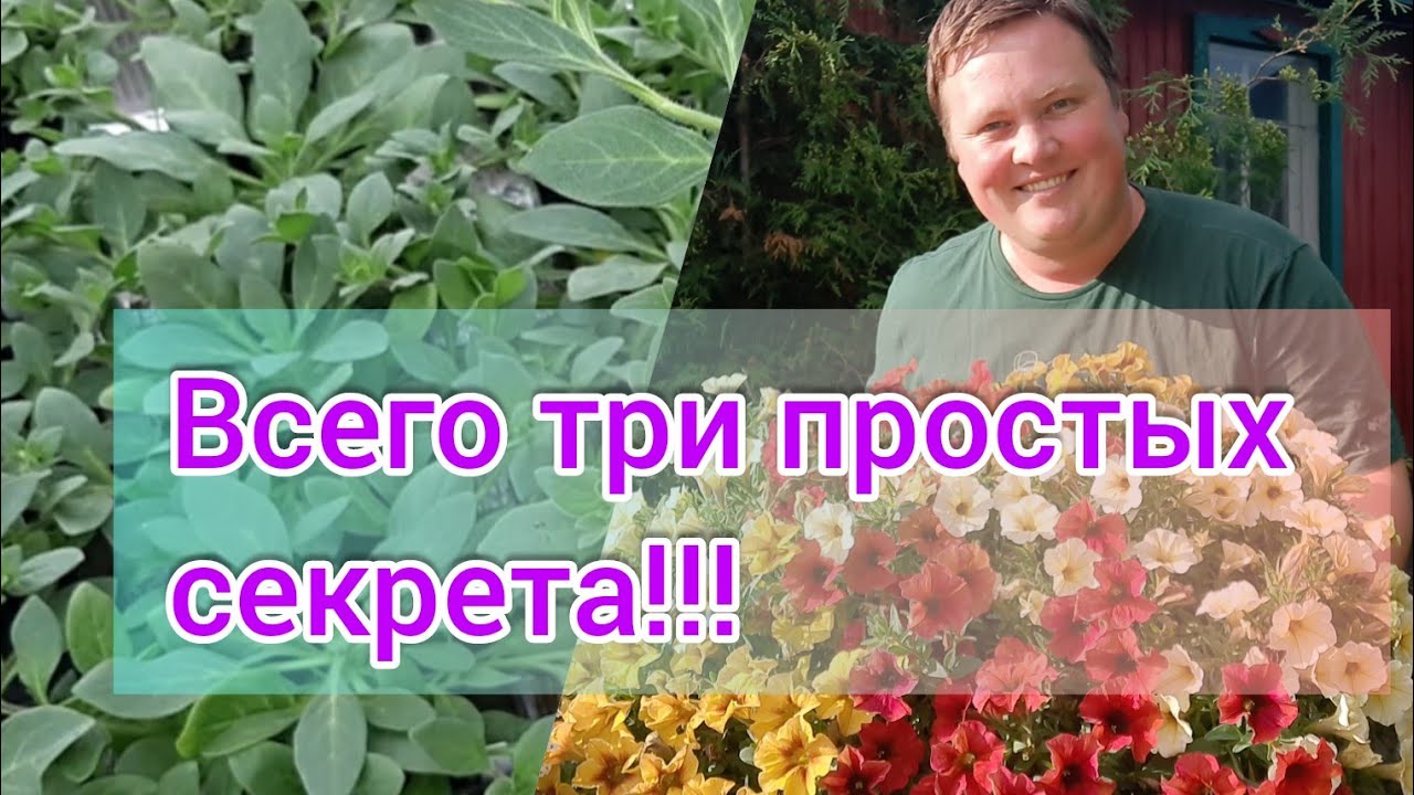 Посев петунии//3 простых секрета идеальной рассады!